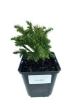Cryptomeria japonica Green Pearl контейне п9